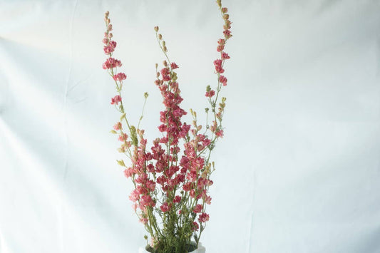 Larkspur-Dried-Pink, bunch of 10, dried flowers