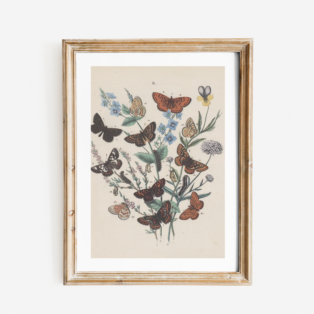 Butterflies II Antique Print