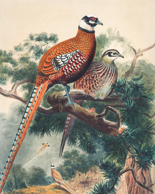 Pair of Pheasants Antique Art Print
