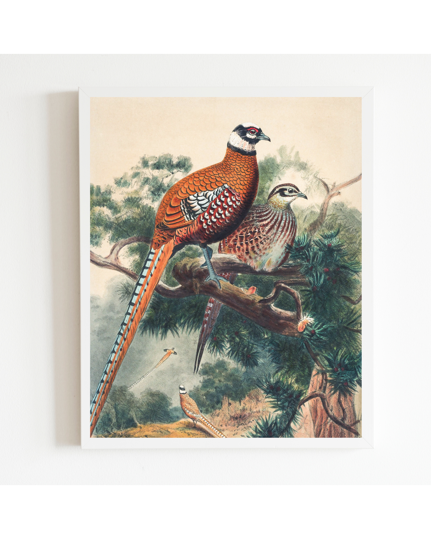 Pair of Pheasants Antique Art Print