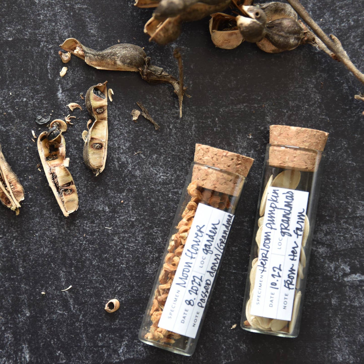 Botanical Specimen Labels / 36 labels