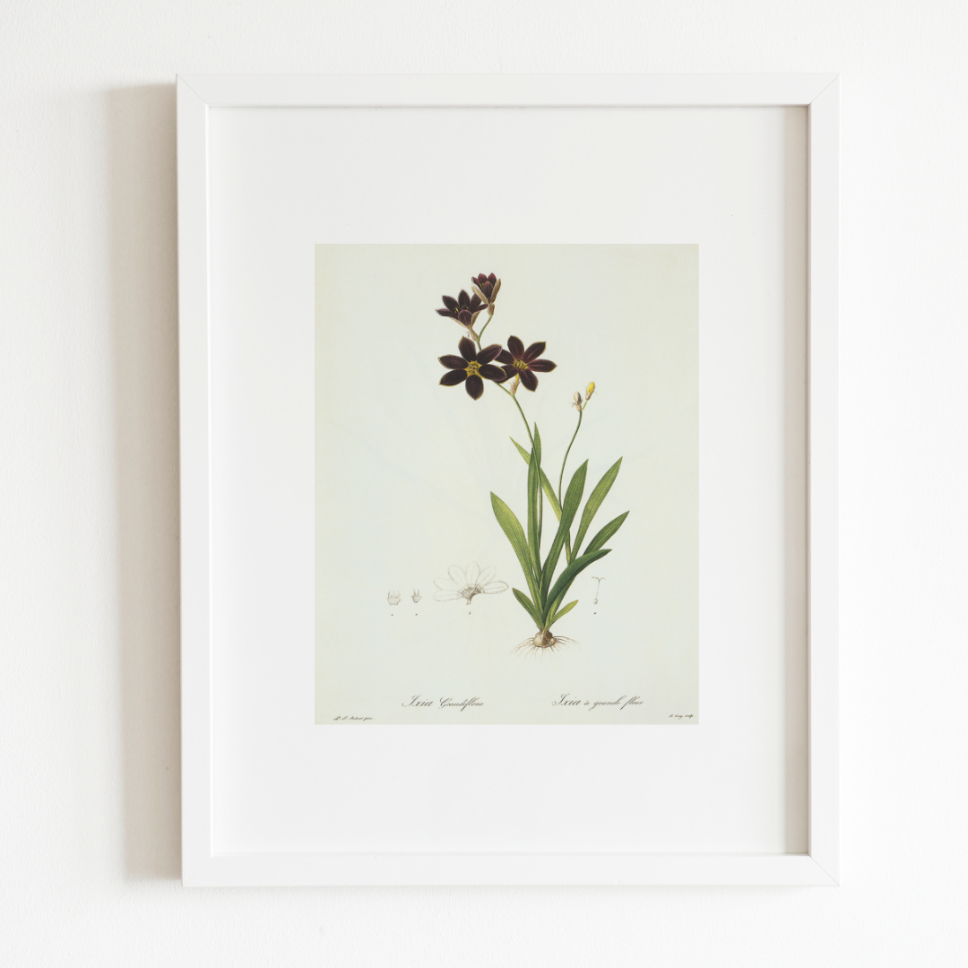 Dark Purple Wildflowers Antique Art Print