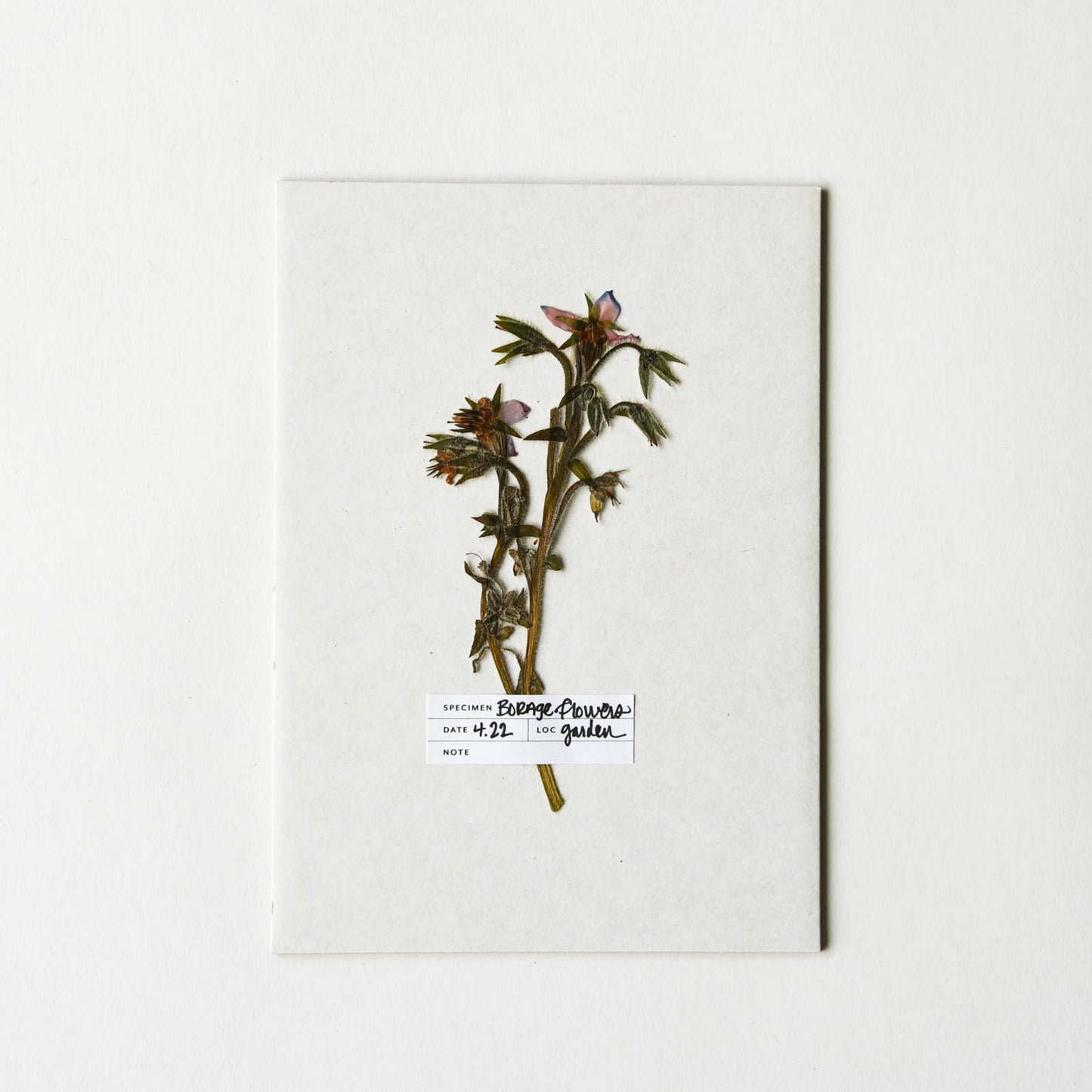 Botanical Specimen Labels / 36 labels