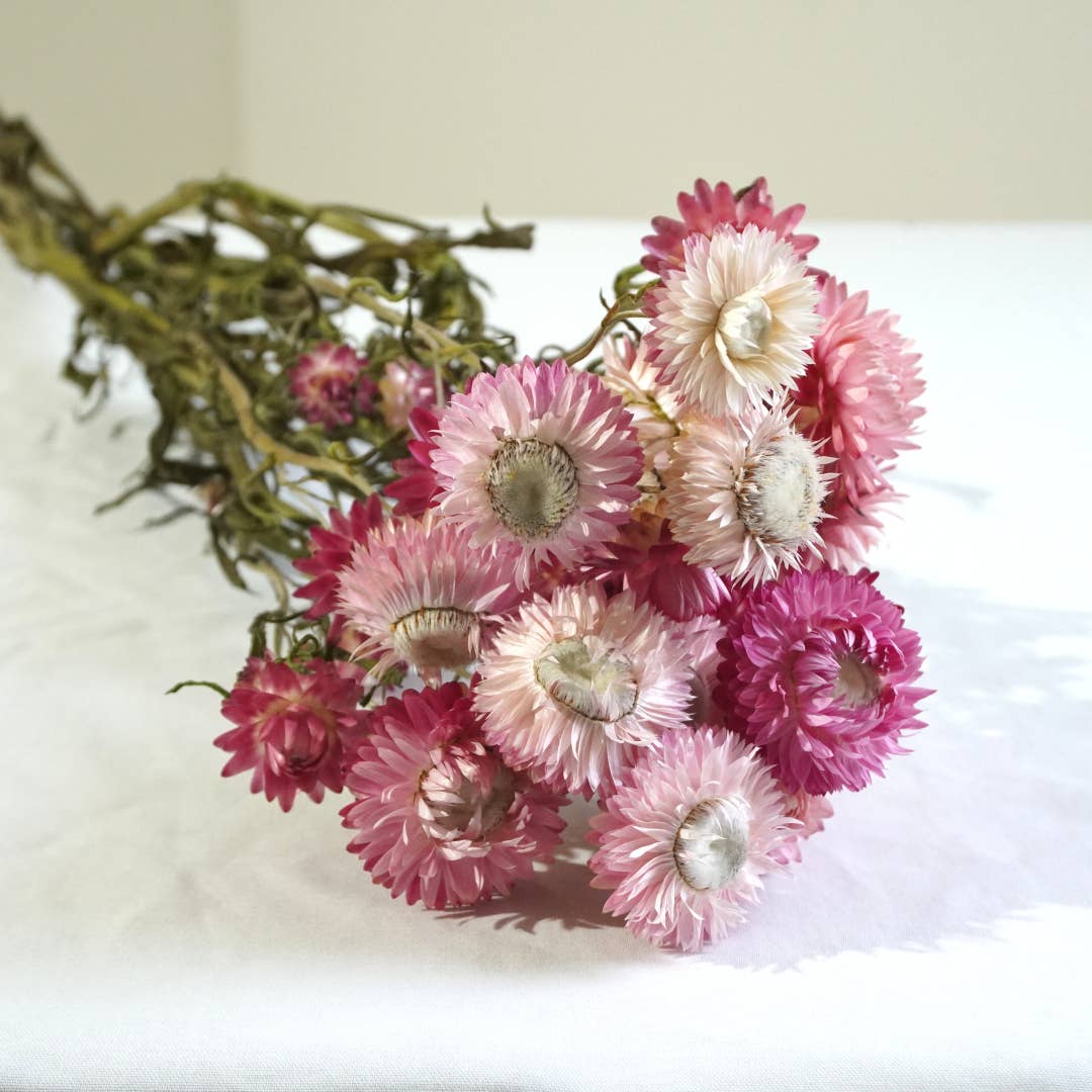 Strawflower-Silvery Rose