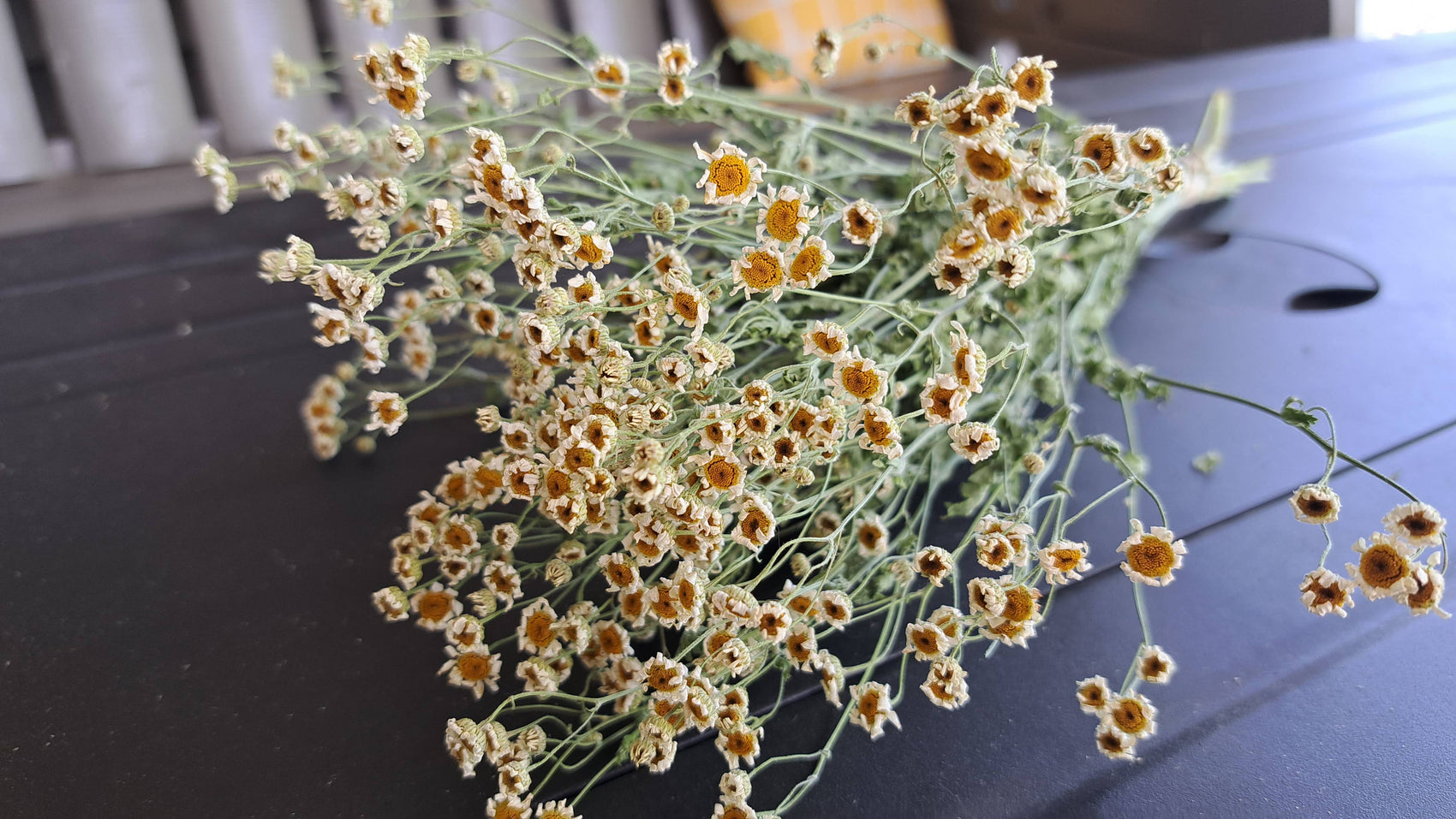 Feverfew, Magic Single
