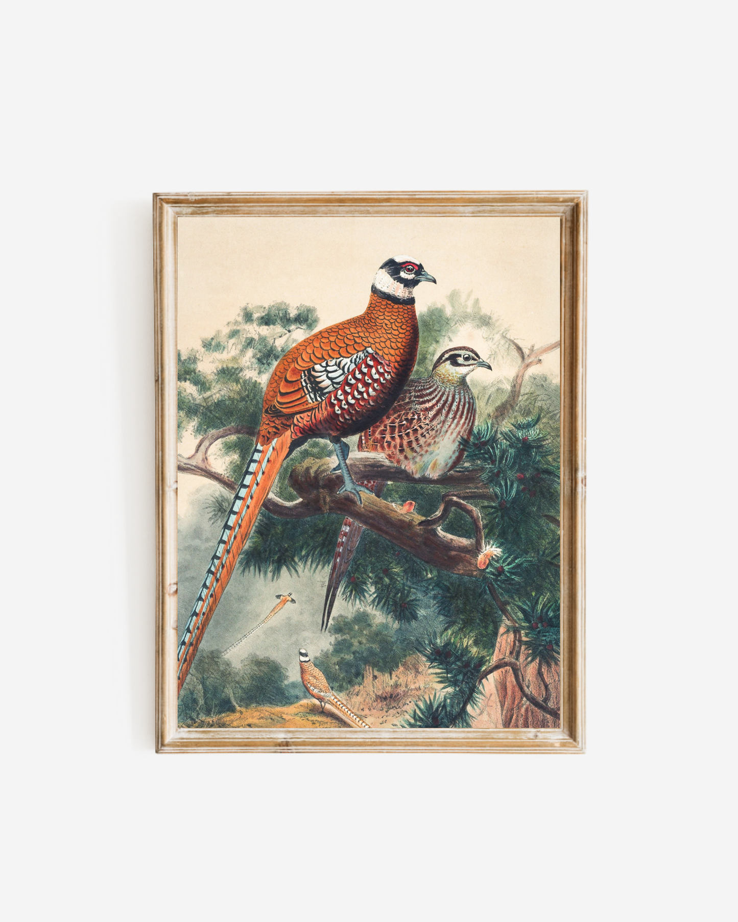 Pair of Pheasants Antique Art Print