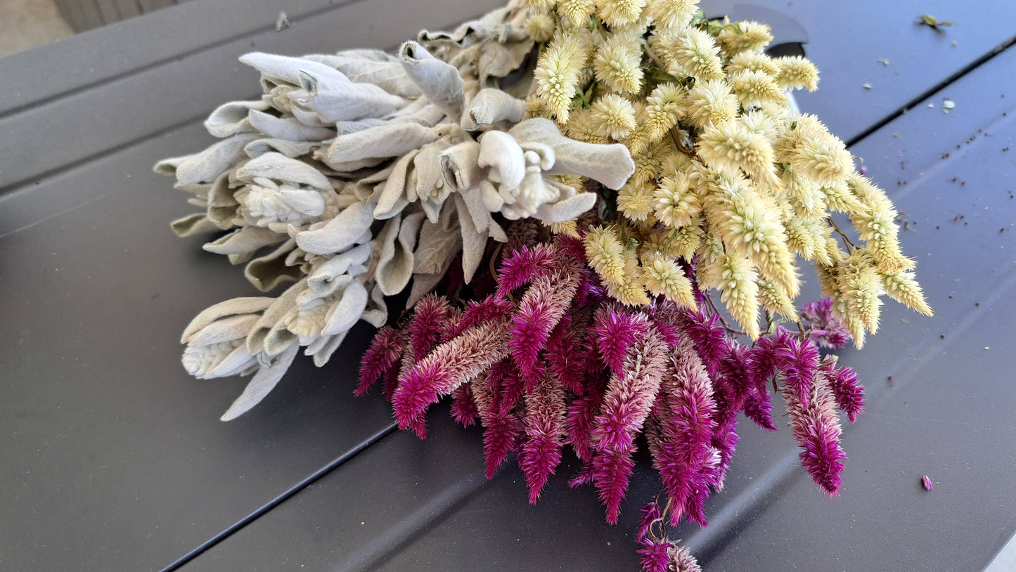 Celosia-Purple Celway