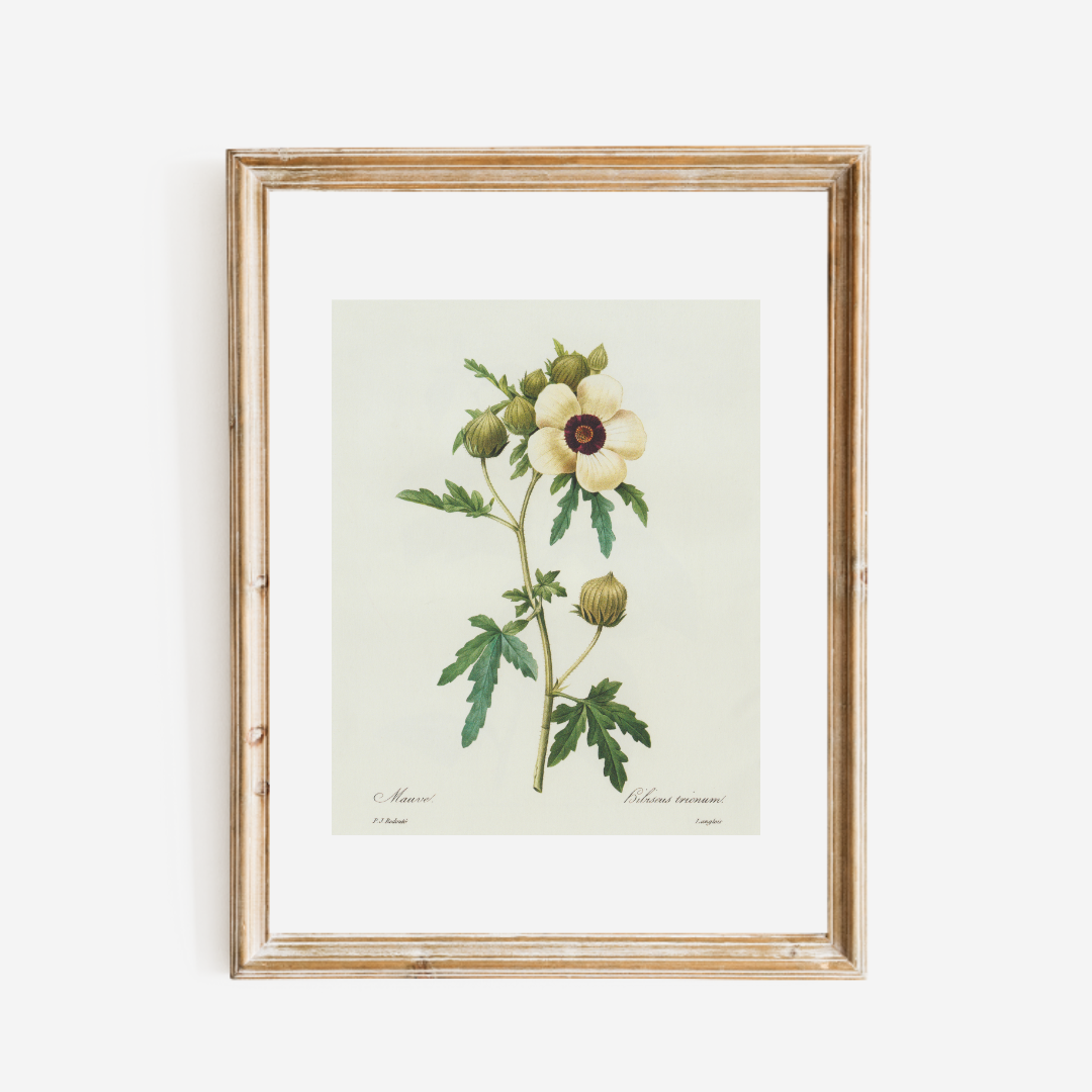 Hibiscus Trionum Vintage Botanical Print