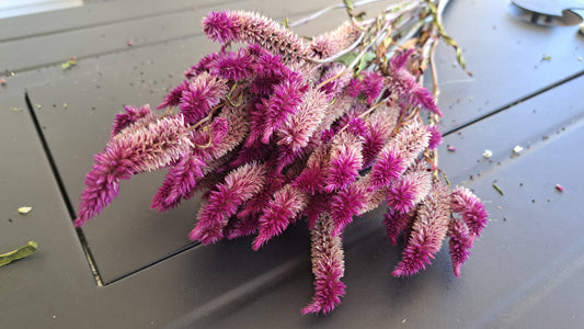 Celosia-Purple Celway