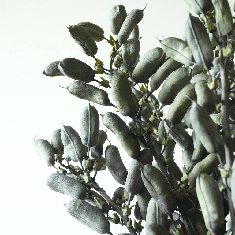 Baptisia-Pods