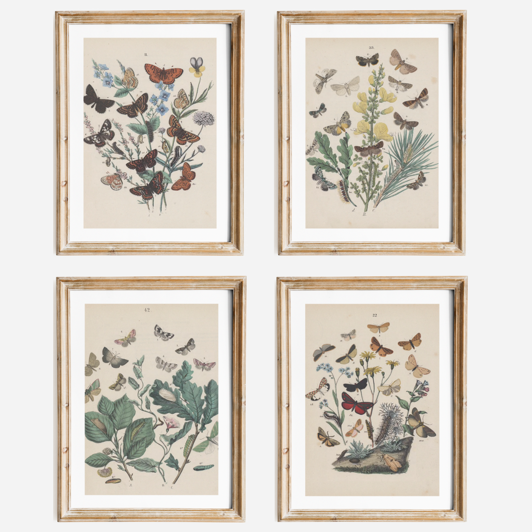 Butterflies II Antique Print