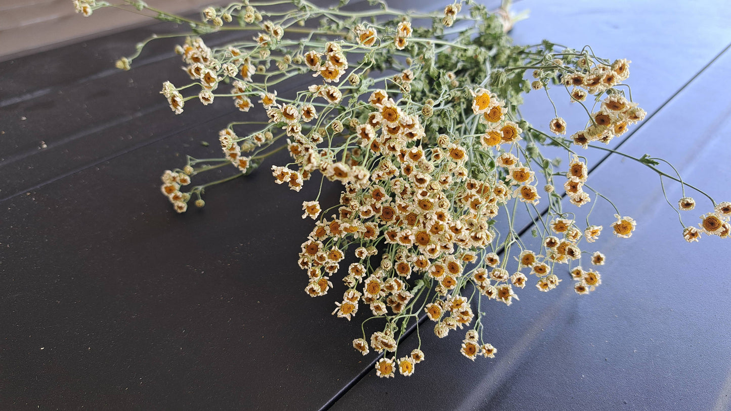 Feverfew, Magic Single