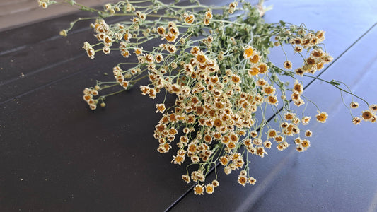 Feverfew, Magic Single