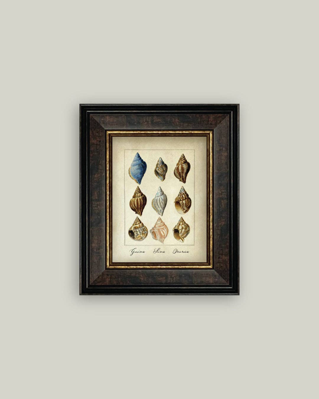 Study of Shells