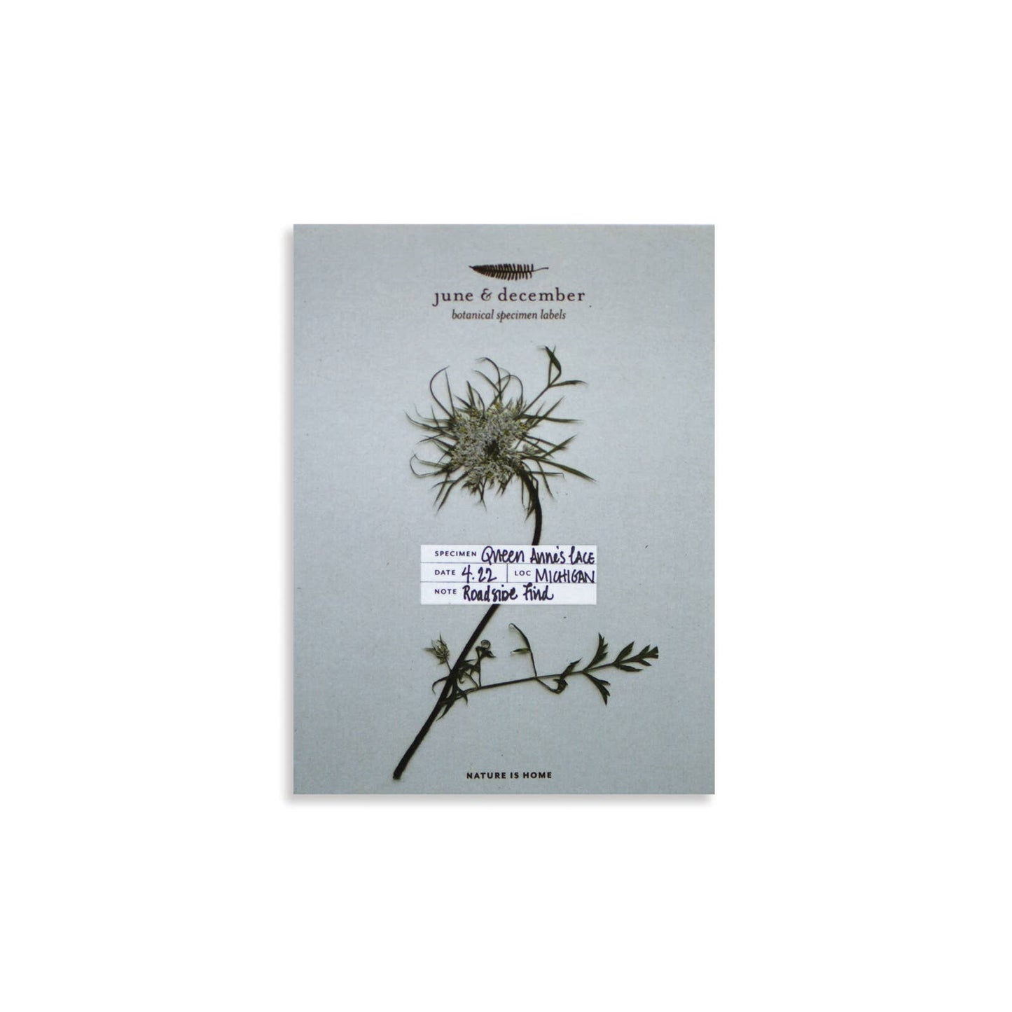 Botanical Specimen Labels / 36 labels