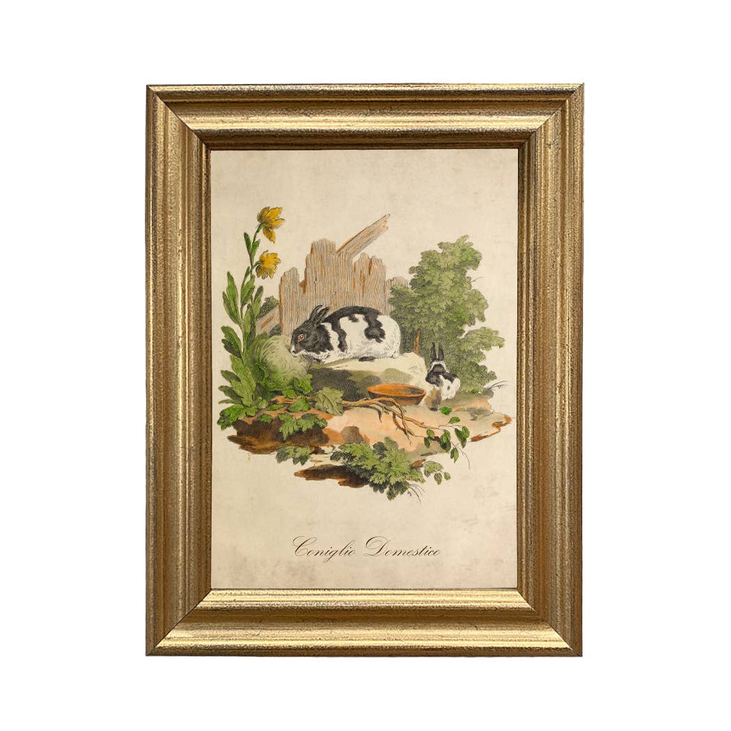 Vintage Italian Domestic Rabbit Framed Illustration Wall Art