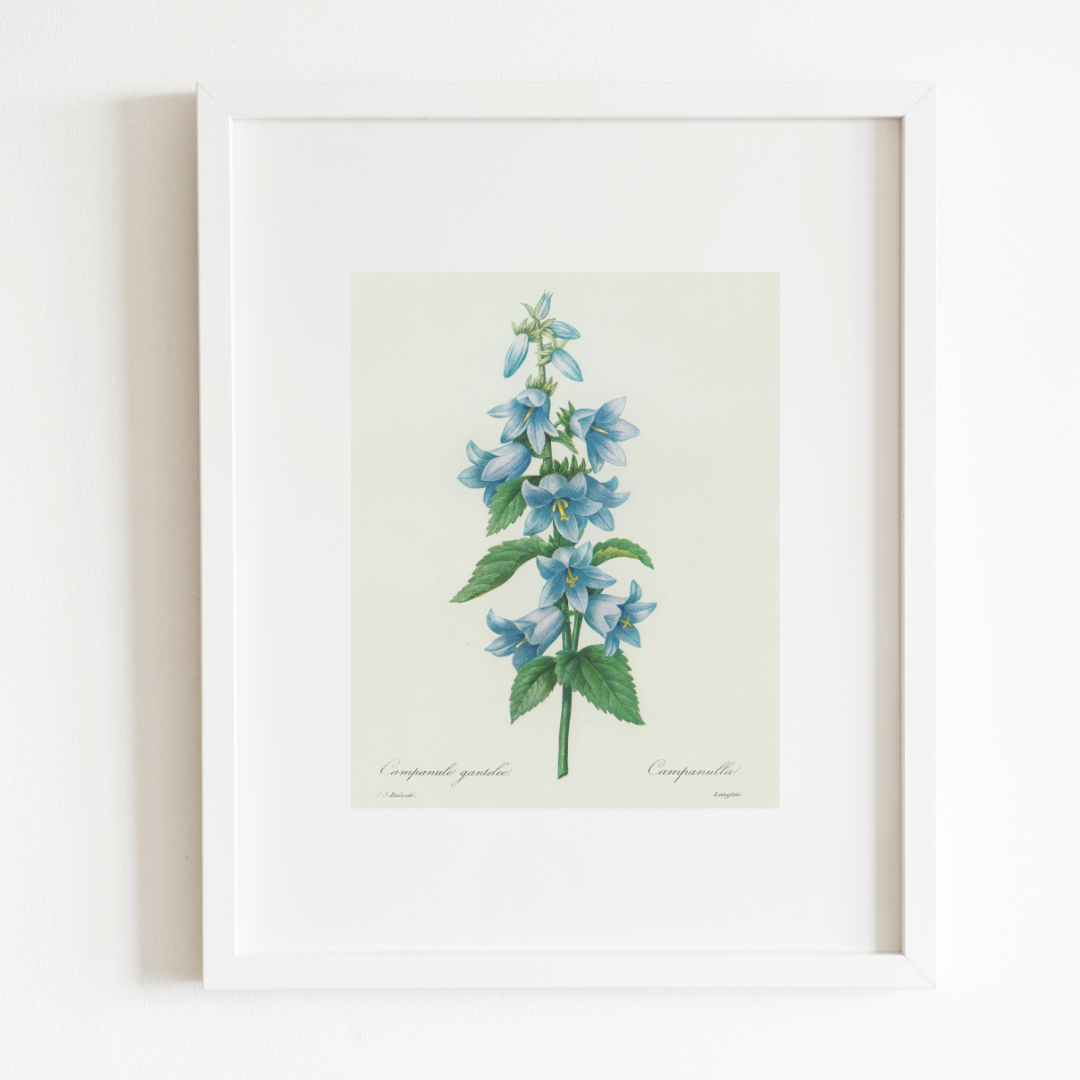 Bluebell Antique Art Print