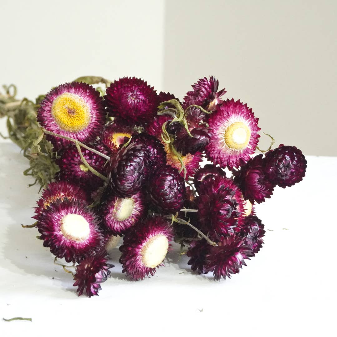 Strawflower-Purple Red