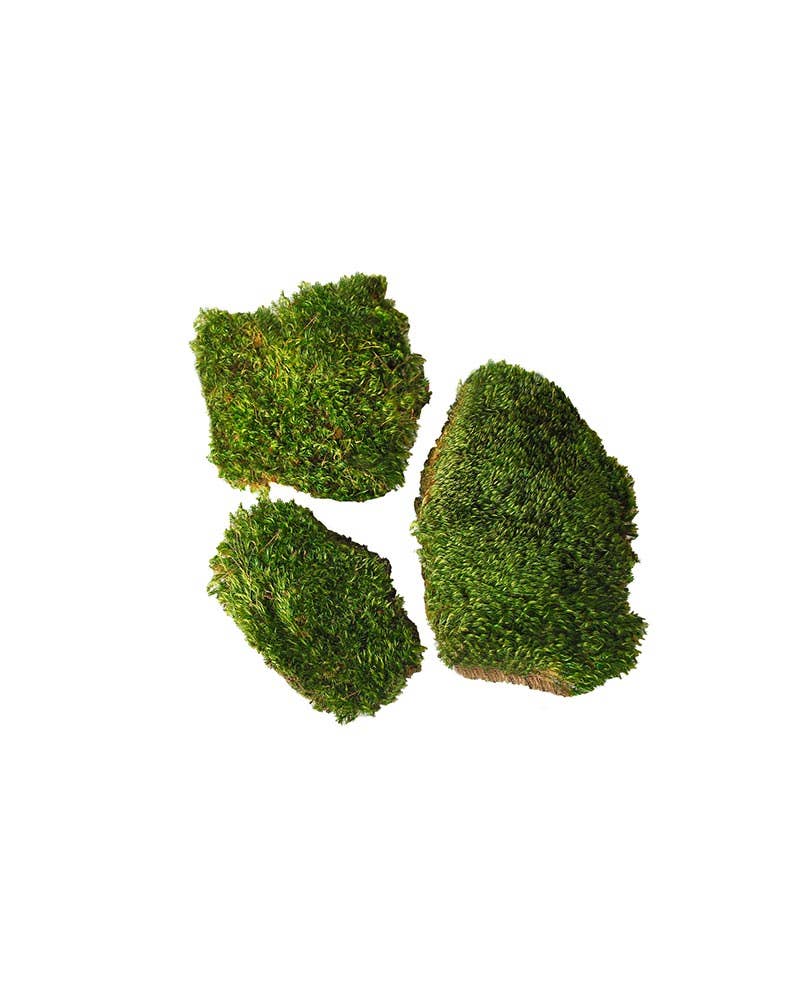 Mood Moss Preserved 3lb Box