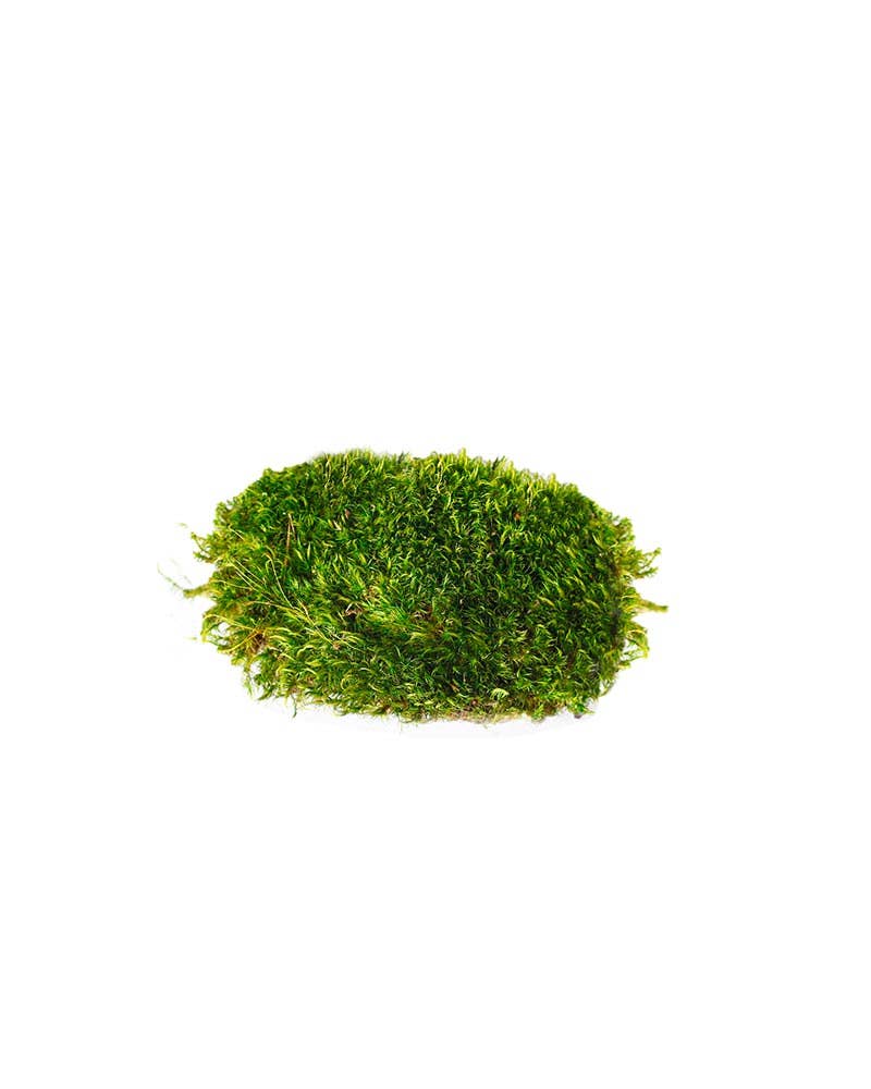 Mood Moss Preserved 3lb Box