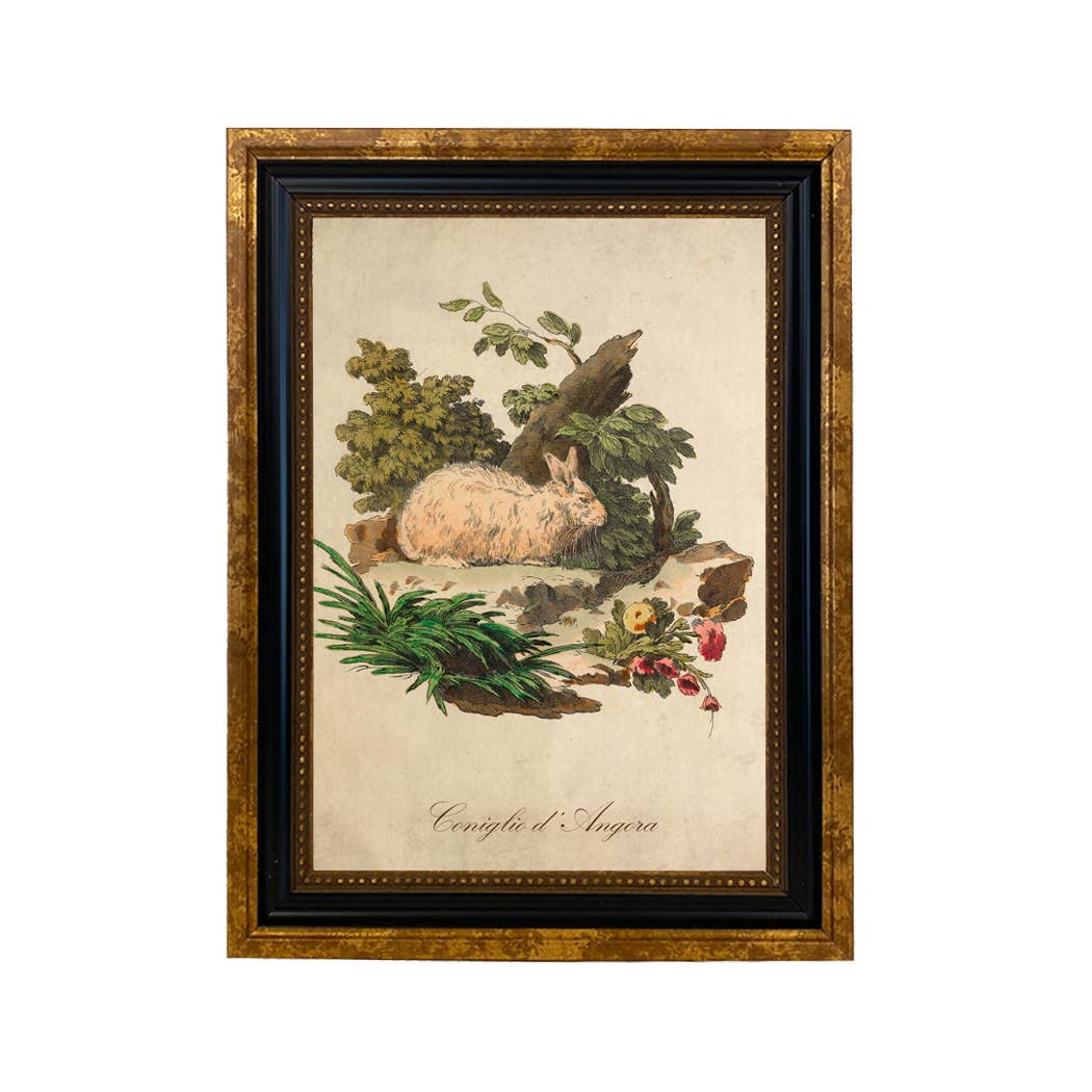 Italian Angora Rabbit Vintage Illustration Framed Wall Art