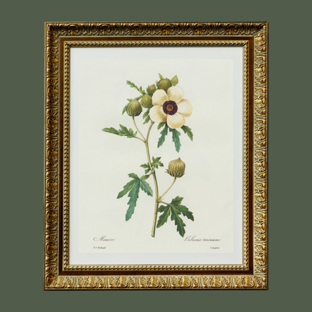 Hibiscus Trionum Vintage Botanical Print