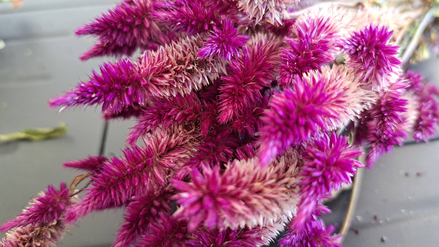 Celosia-Purple Celway