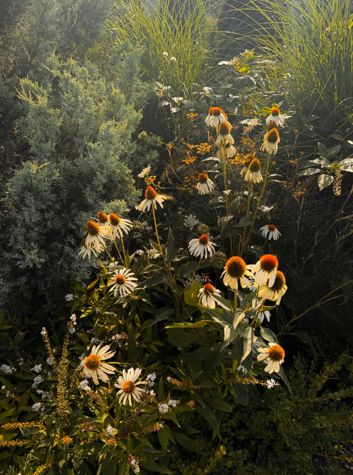 Organic Edible Flower Blend