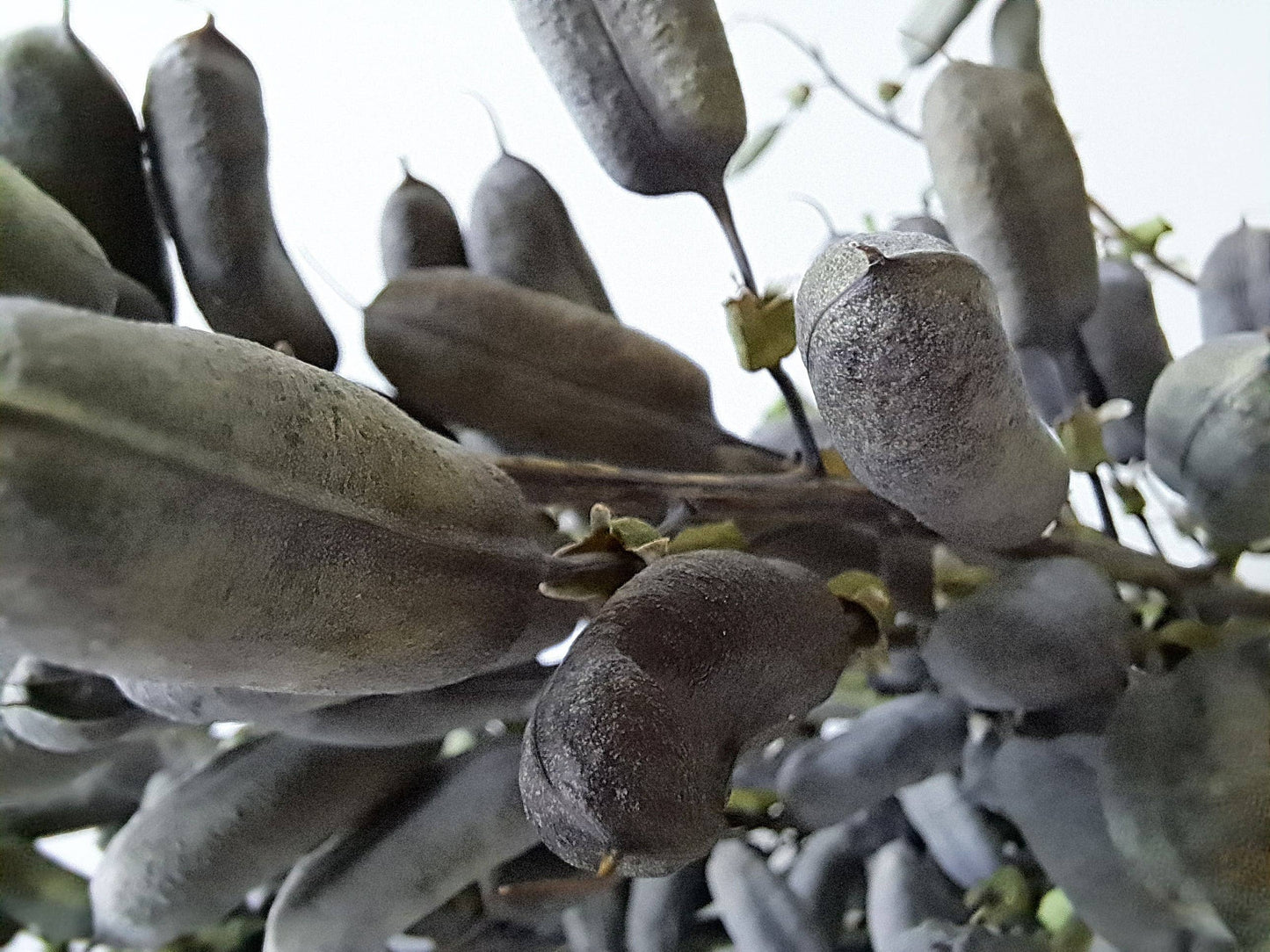 Baptisia-Pods