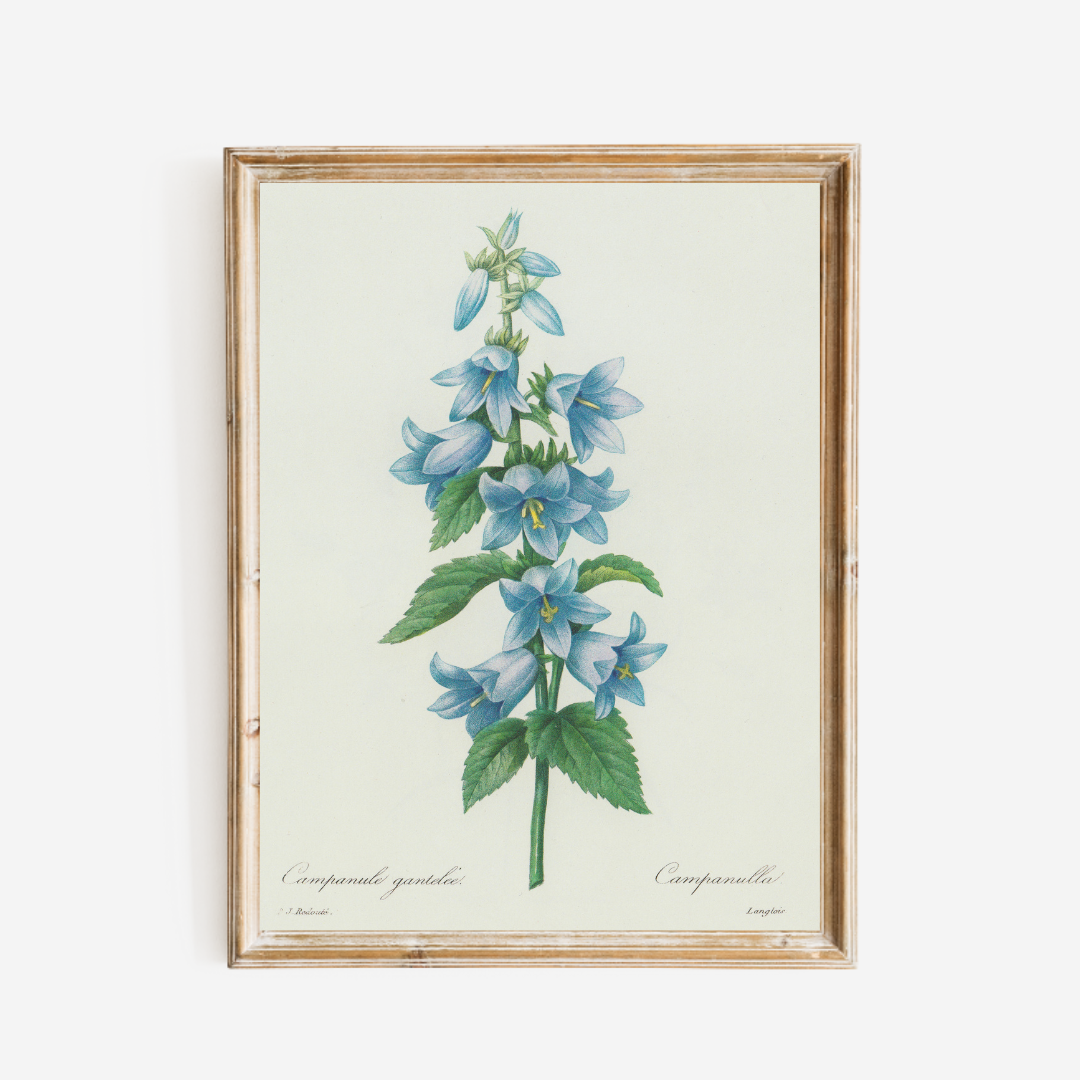 Bluebell Antique Art Print