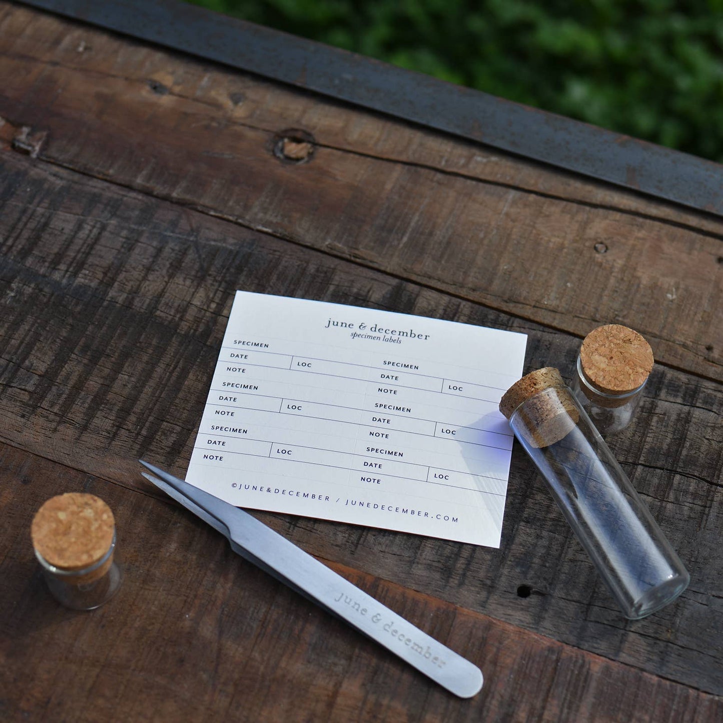 Botanical Specimen Labels / 36 labels