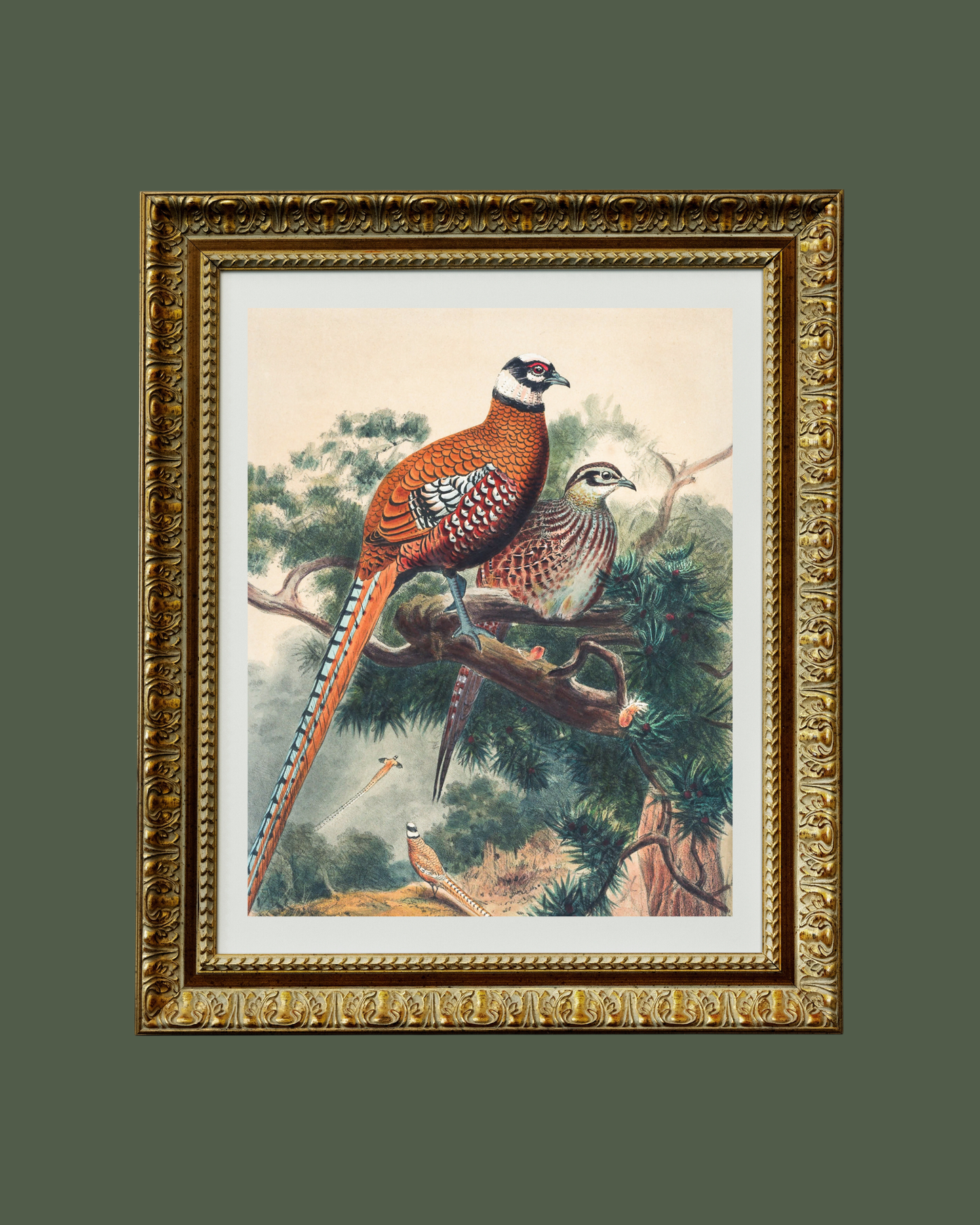 Pair of Pheasants Antique Art Print