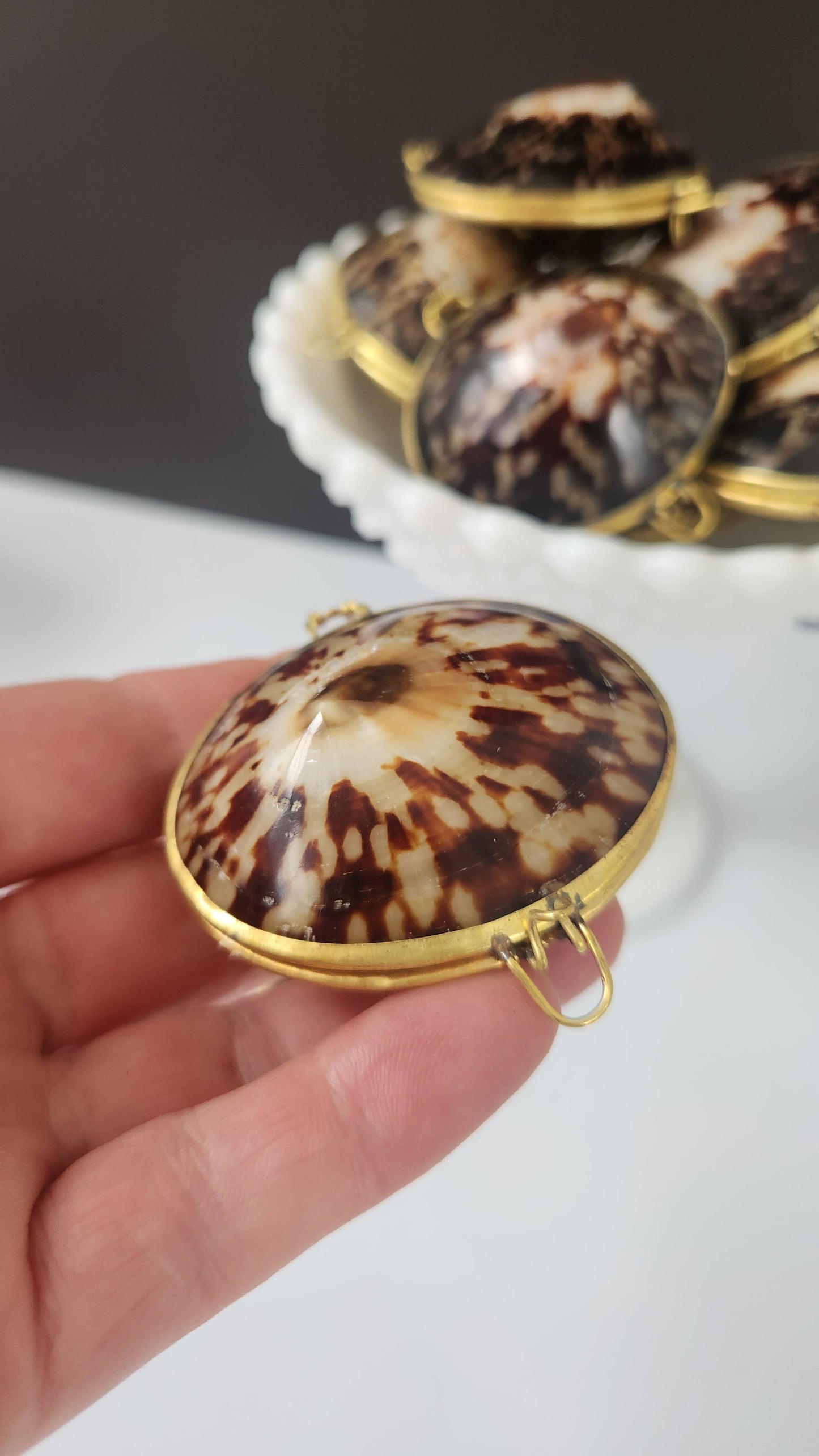 Polished Limpet Trinket Pill Box, Coin Purse