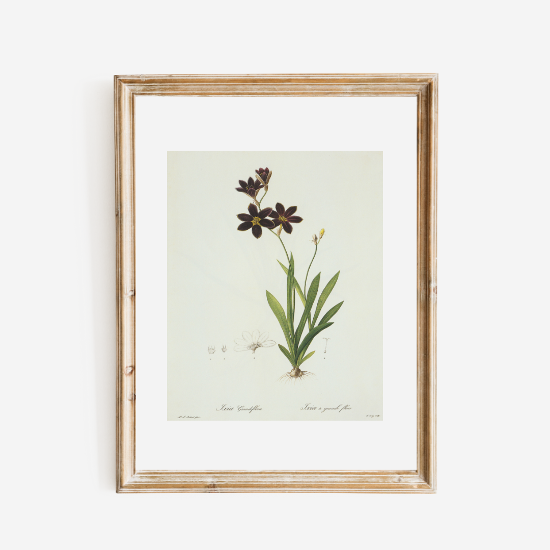 Dark Purple Wildflowers Antique Art Print