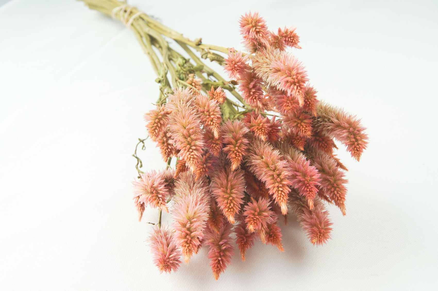 Celosia-Wheat-Terra Cotta