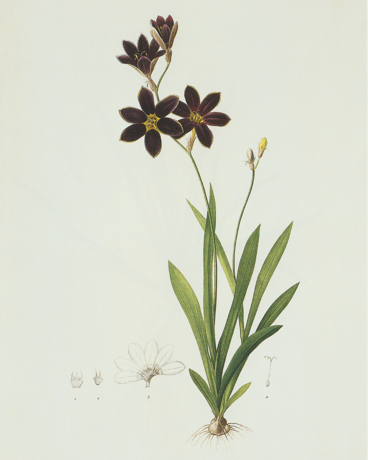 Dark Purple Wildflowers Antique Art Print