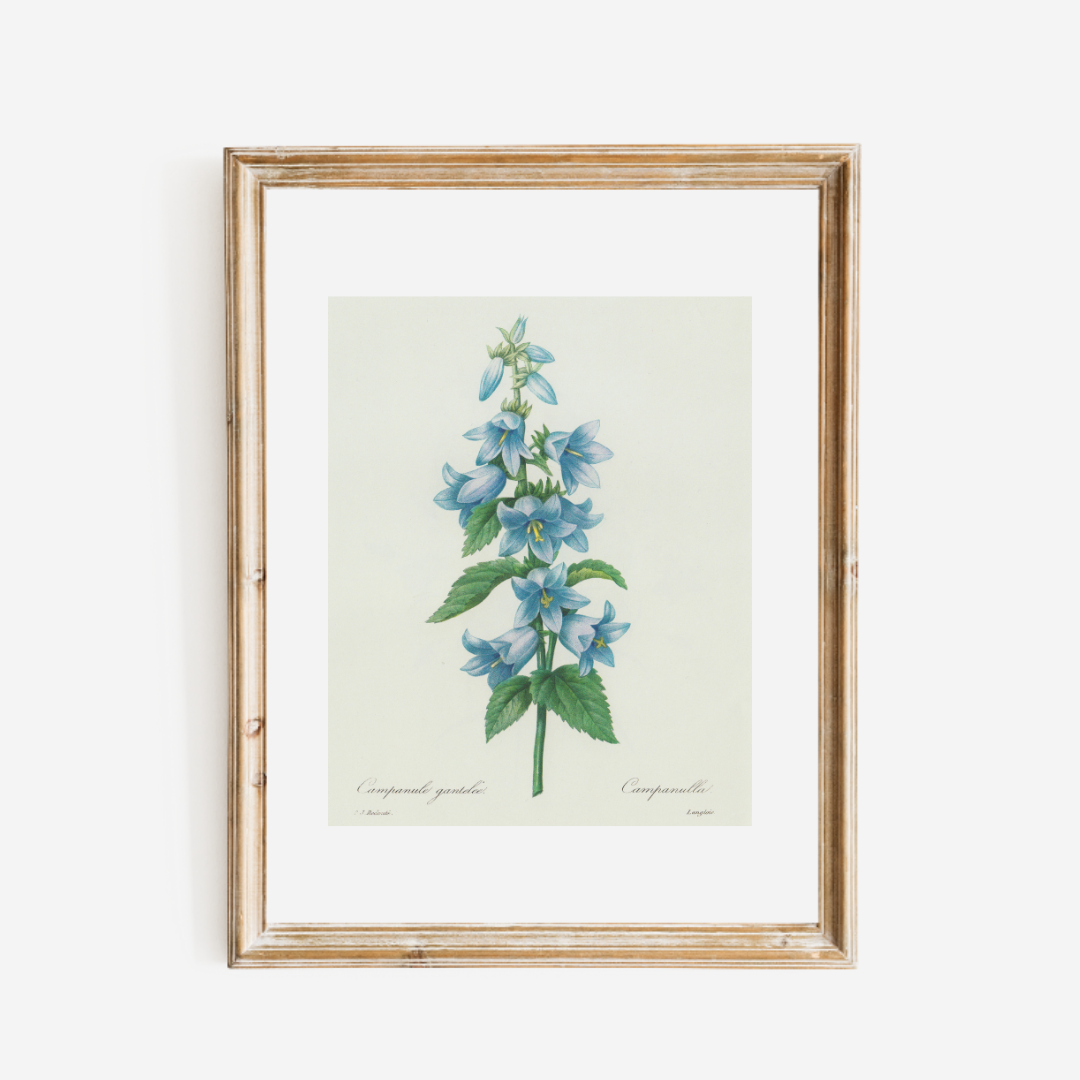 Bluebell Antique Art Print