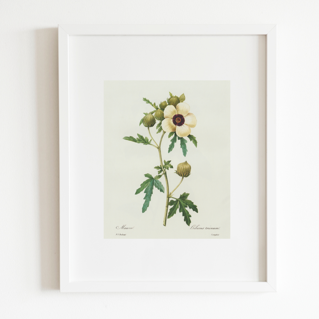 Hibiscus Trionum Vintage Botanical Print