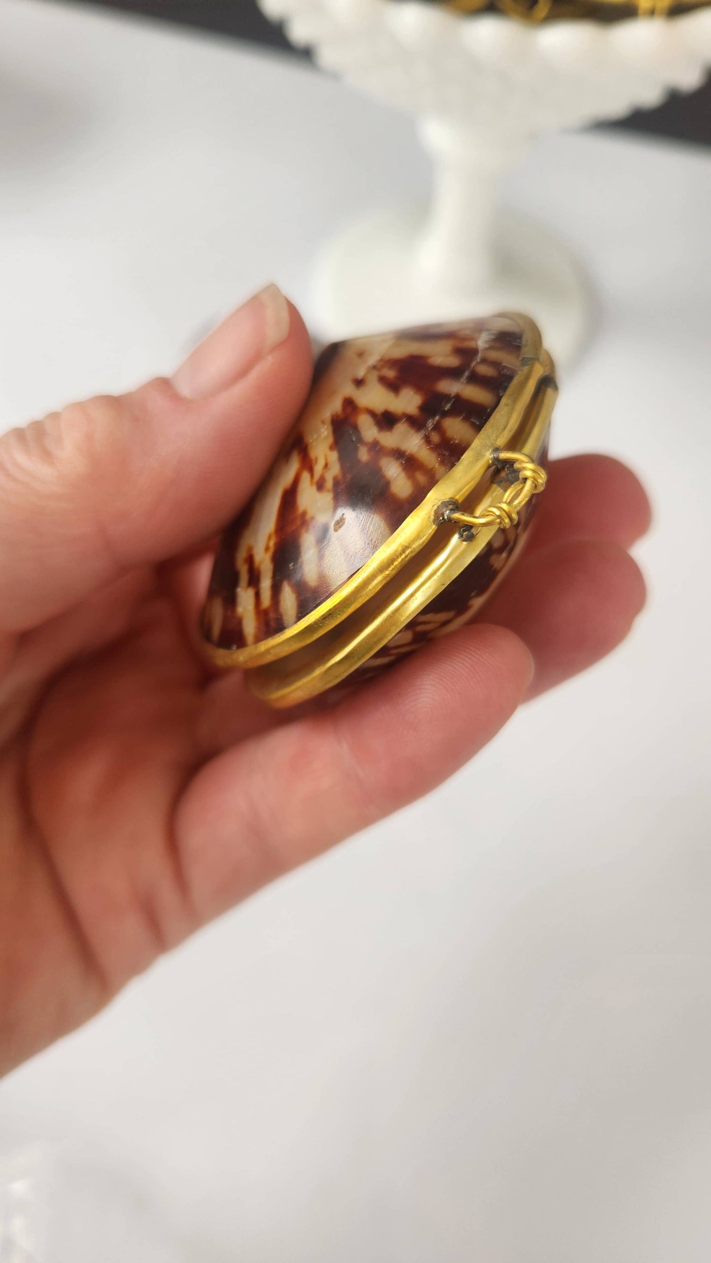 Polished Limpet Trinket Pill Box, Coin Purse