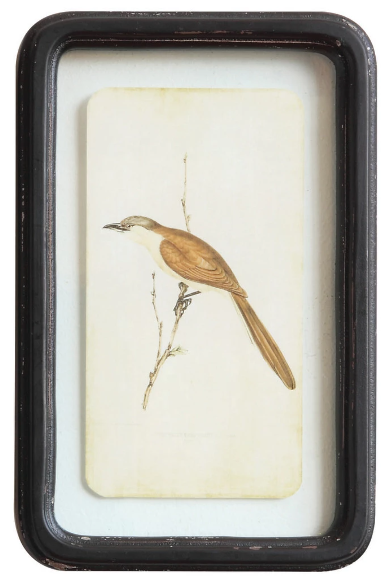 Vintage Style Framed Bird Prints