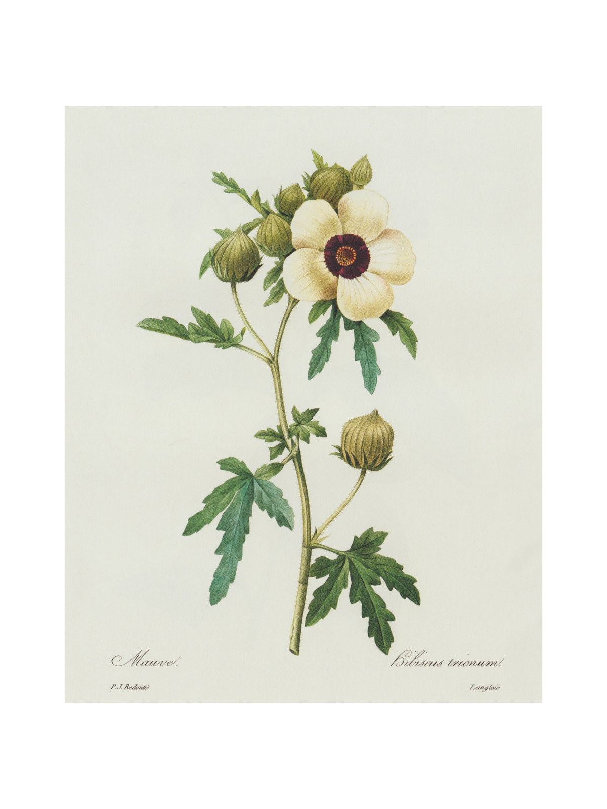 Hibiscus Trionum Vintage Botanical Print