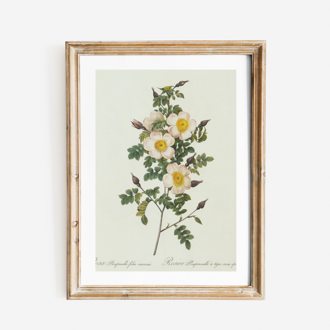 Wildflower Botanical Antique Print