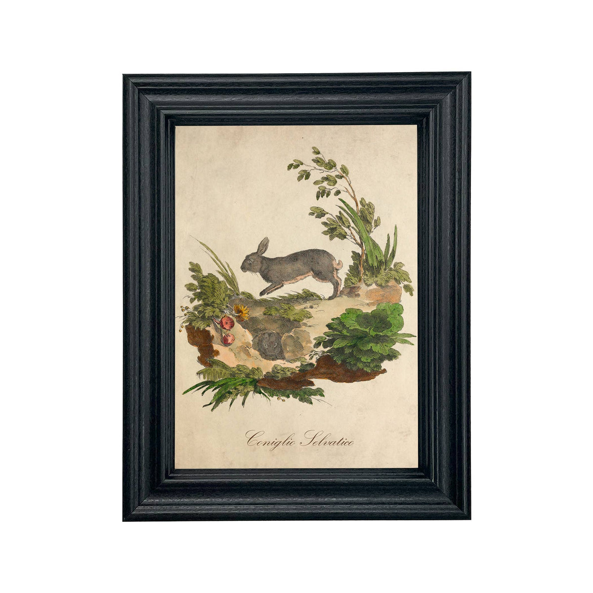 Italian European Rabbit Illustration Vintage Wall Art