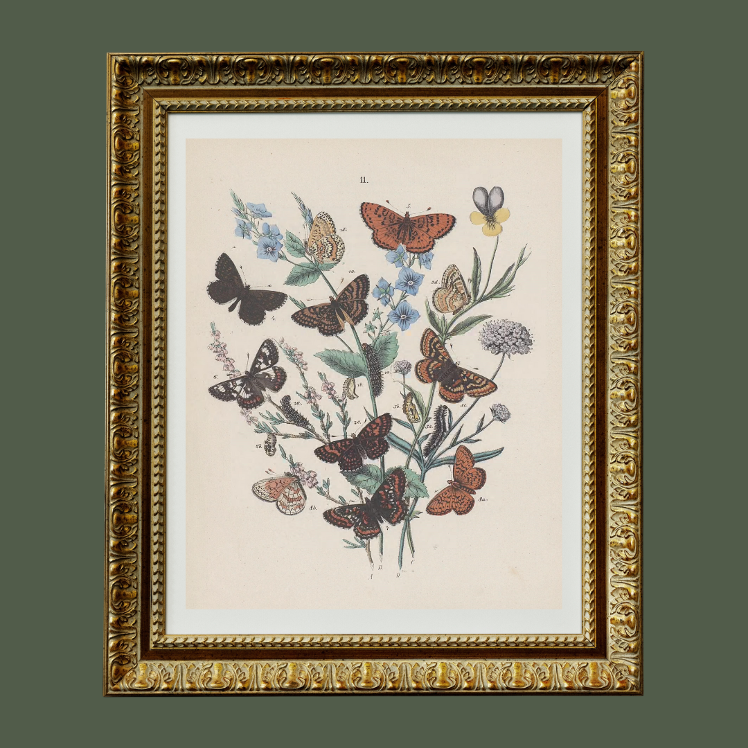 Butterflies II Antique Print
