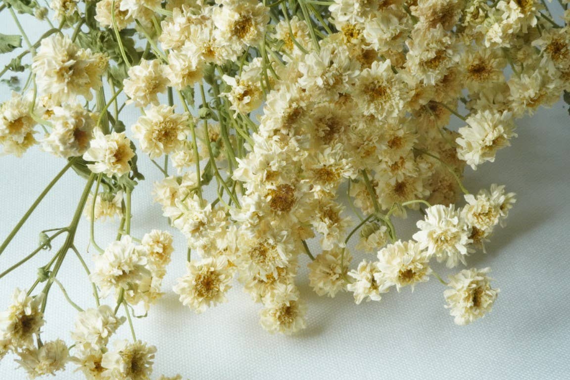 Feverfew Tetra