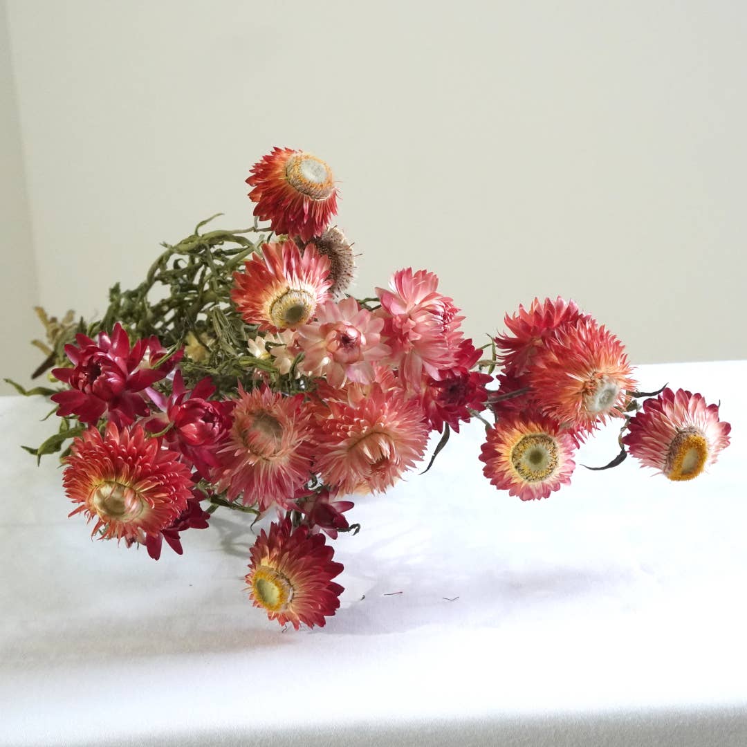 Strawflower-Apricot