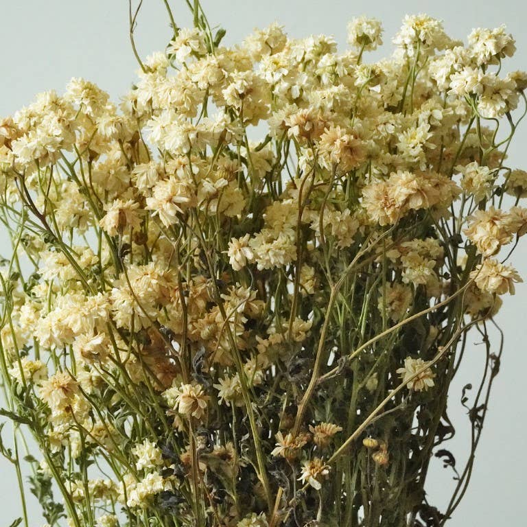 Feverfew Tetra
