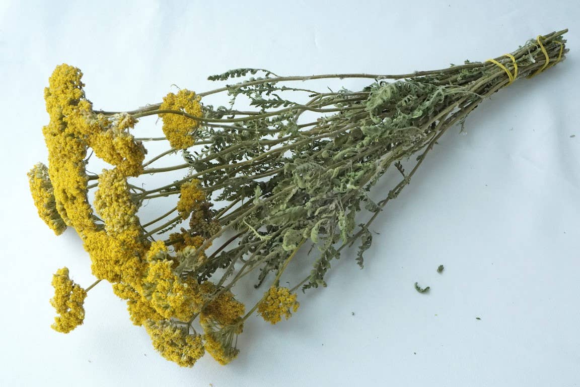 Yarrow, Cloth of Gold
