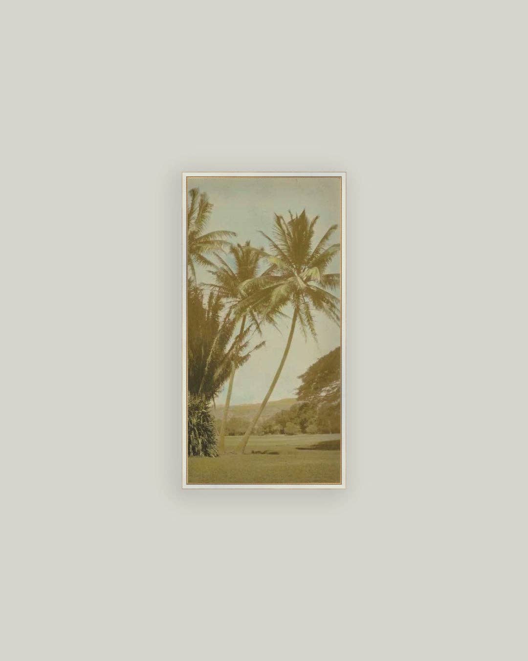 Vintage Palm Tree Photo