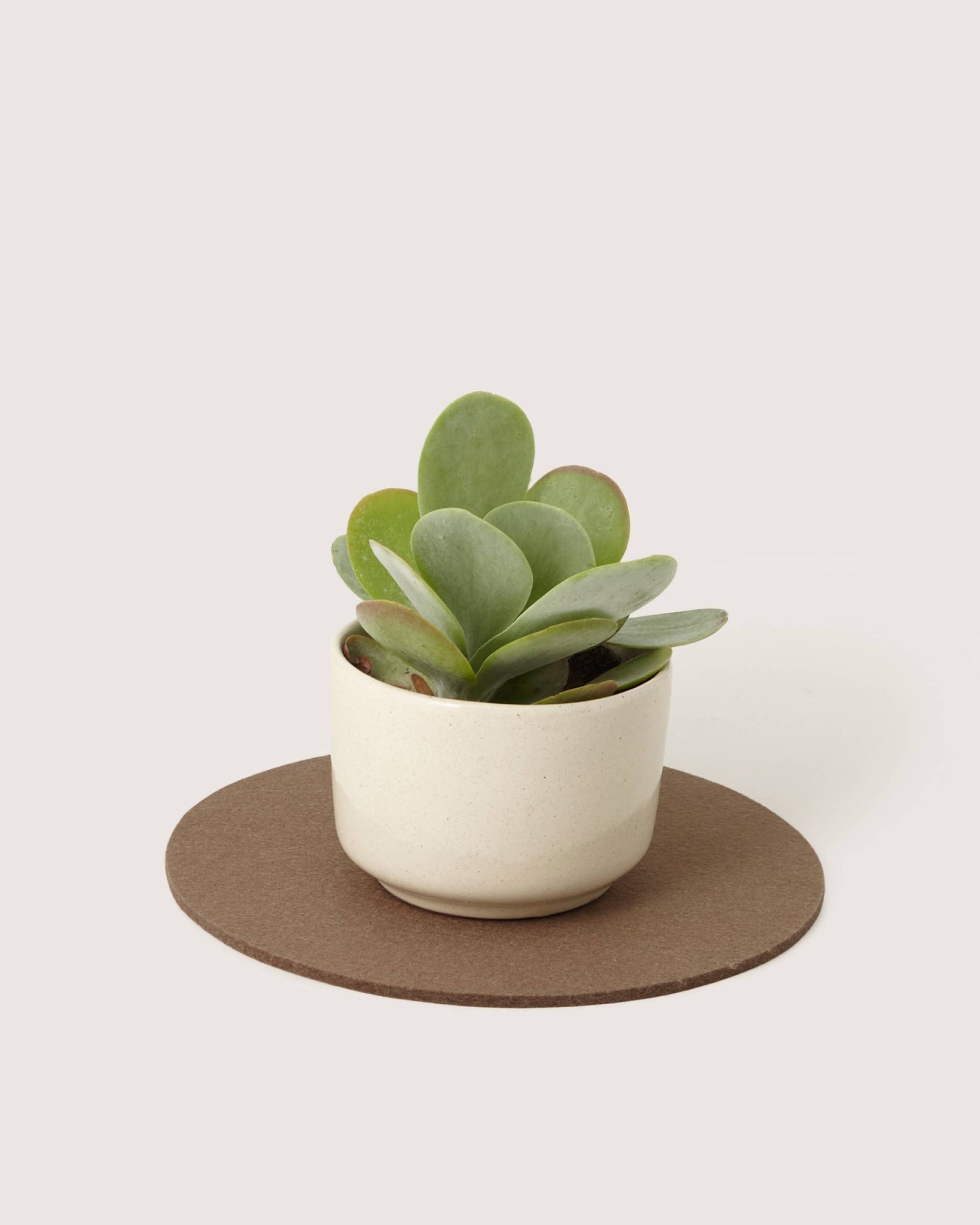 Merino Wool 10" Round Trivet - Cumin